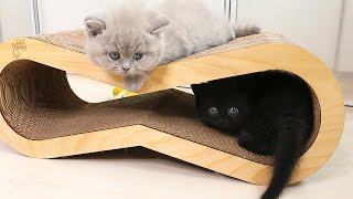 Kittens Challenge the Scratching Post [upl. by Nwahsak566]