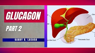 VET ENDO  Glucagon Mechanism of Action Physiological Effects  Pancreas [upl. by Eissel277]