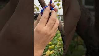 Easy knot knottutorial usefulknot rope [upl. by Anyrb]