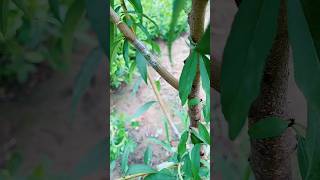 Ped ki Kalam karne ka sabse aasan tarika 🌱😱khedut plantgrafting tree shorts trend [upl. by Osrock]