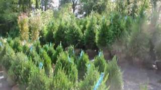 boxwood Deer Resistant shrubs [upl. by Christmas428]