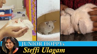 Bunny Babies  Kutty Hoppy  Baby Rabbits Vlog in Tamil [upl. by Frodeen]