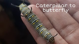 caterpillar to butterfly transformation  monarch butterfly transformation shorts [upl. by Jarlathus]