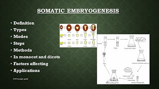 Somatic embryogenesis in plants  Plant tissue culture  AZ Concepts guide [upl. by Adnahsal377]