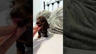 Sausage Soother A Dachshund Pups Sweet Bond with His Owner 🐾👶👆 [upl. by Kin]