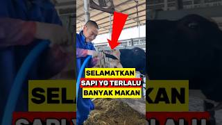 Cara efektif Mencegah Penumpukan Gas Pada Perut Sapi‼️ [upl. by Noynek]