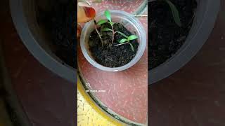 Gomphrena plant grow from seedstrending shortvideo terraceflowers indoorplants flowers viral [upl. by Chessa]