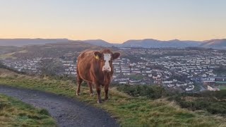 HOLY COW Greeted by the first of a herd of cattle grazing along the Greenock Cut 26112024 [upl. by Aelegna]