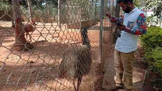 Central Poultry Development Organisation and Training Institute CPDOampTI Hesaraghatta Bangalore [upl. by Notlil632]