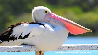 Pelican Yawning  Noosaville Queensland [upl. by Odrude]