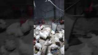 bestquality murghi chicken shortvideo desimurga viral  Momin chicken centre [upl. by Enerehs]