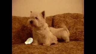 West Highland White Terrier 8 weeks [upl. by Harvie]