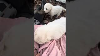 Great Pyrenees Puppies in the Homestead [upl. by Gow]