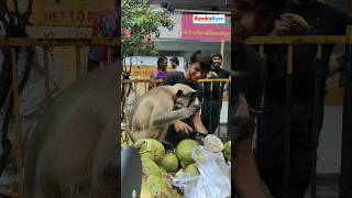 A langur monkey caught the coconutwala off guard as he hopped onto the handcart for a tasty treat [upl. by Wilkie709]