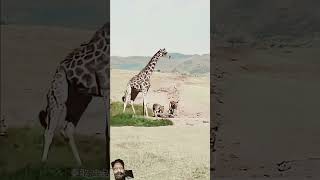 lionvsgiraffe wildlifefight [upl. by Docila]