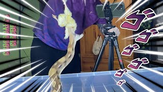 HANCOCK  Boa Constrictor BCI  feeding 🎬 240724 [upl. by Thalassa323]