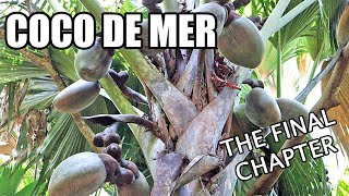 COCO DE MER  My Hunt for the Tree of Knowledge Part 5 of 5  Weird Fruit Explorer Ep 400 [upl. by Simonsen]