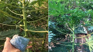 El mejor abono blaukorn para la floración de papayas modo de aplicación en el video [upl. by Etteuqaj642]