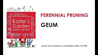 How to look after Geums a pruning guide [upl. by Nabla]