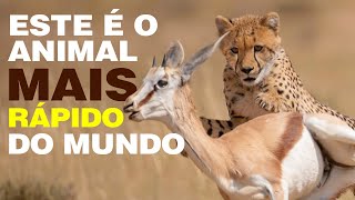 ESTE É O ANIMAL MAIS RÁPIDO DO MUNDO [upl. by Odlamur698]