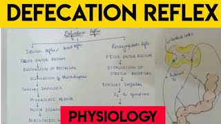 defecation  Defecation reflex  physiology [upl. by Lillian]