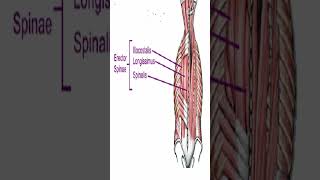 Anatomy Erector Spinae AKA Paraspinals Shorts [upl. by Enowtna89]