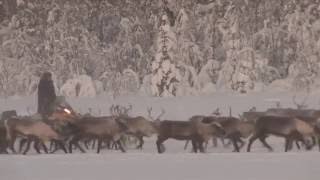 Reindeer migration near Gállok  Jokkmokk [upl. by Sundberg368]