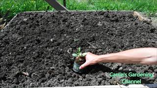 how to transplant watermelon seedlings how to transplant cantaloupe seedlings [upl. by Klimesh480]