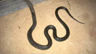 King Snake Eating Cotton Mouth Snake [upl. by Nitsur]