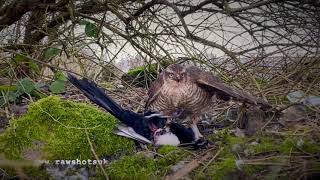 Sparrowhawk destroys magpie Skip to 210 amp 350 [upl. by Mendez]