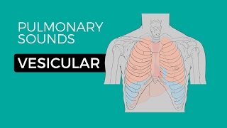 01  Normal Lung Sounds  Vesicular breath sounds [upl. by Arras]