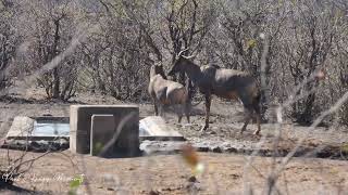 Tsessebe Antilope [upl. by Atteroc]