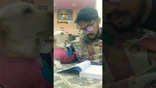 Winter Is Coming 🥶 dog labrador tranding youtubeshorts shorts pets [upl. by Granny]