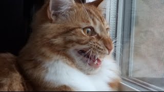 Maine Coon Cat INSANE Chattering amp Chirping [upl. by Ashatan]