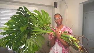 How to restart your Monstera [upl. by Niawtna]