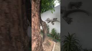 Manila Zoo Philippines travel vlog tranding shorts ytshorts youtube [upl. by Ahpla]