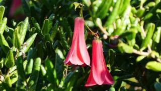 Copihue Lapageria rosea [upl. by Abehsat839]