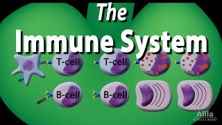 The Immune System Overview Animation [upl. by Roer]