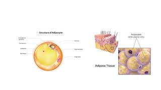 Adipose Tissue [upl. by Ut]