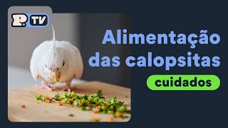 Alimentação das calopsitas [upl. by Halivah]