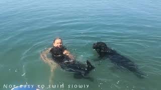 Mit Portugiesischen Wasserhunden schwimmen [upl. by Naujak]