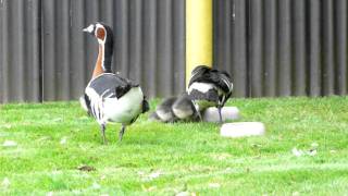 Rothalsgänse Red breasted geese with goslings [upl. by Carper]