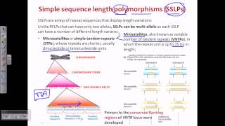 Simple sequence length polymorphism SSLP [upl. by Anitsirt]