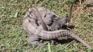 Black Iguanas Breeding Iguana Apareandose  Ctenosaura Similis [upl. by Kehoe]