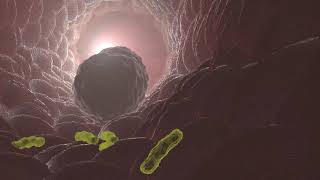 macrophage eating bacteria in 3D animation [upl. by Fern796]