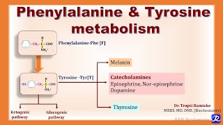 7 Overview of Phenylalanine amp Tyrosine metabolism  Amino Acid Metabolism  Biochemistry [upl. by Ailsun]