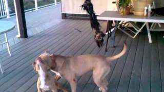 Blue fawn pitbulls playing in the backyard [upl. by Dewar]