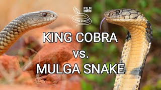 The Deadly King Cobra [upl. by Nylyram]