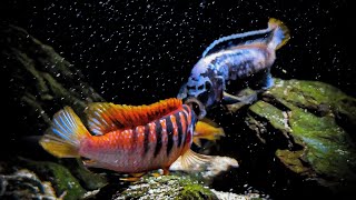 MALAWI CICHLIDS INTENSE FIGHT Labidochromis sp “Red Top Hongi”vs Metriaclima sp “Msobo deep” [upl. by Boykins]