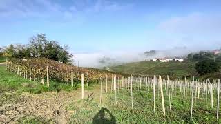 Barbaresco Piemonte [upl. by Rosa]